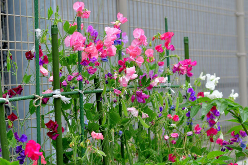 Angelonia, Sunflowers, Gomphrena, Marigolds, Snapdragons, Sweet Peas