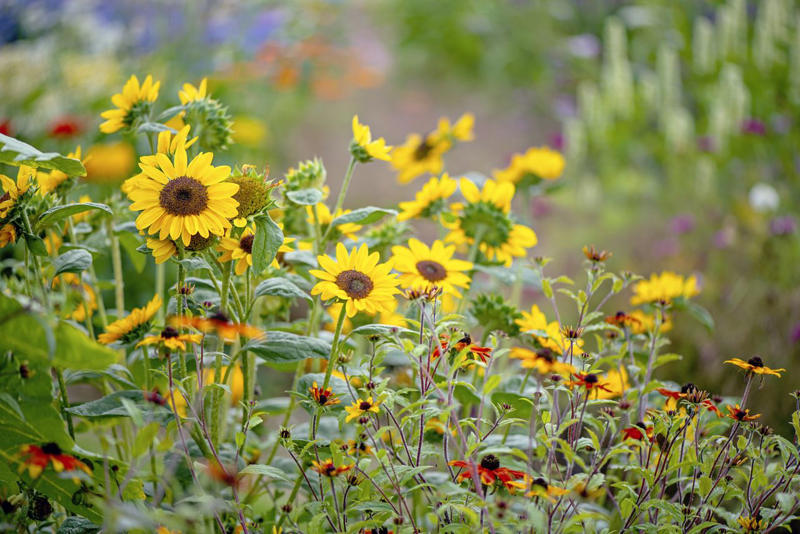 Angelonia, Sunflowers, Gomphrena, Marigolds, Snapdragons, Sweet Peas