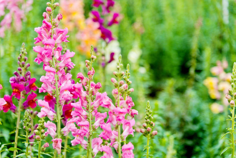 Angelonia, Sunflowers, Gomphrena, Marigolds, Snapdragons, Sweet Peas