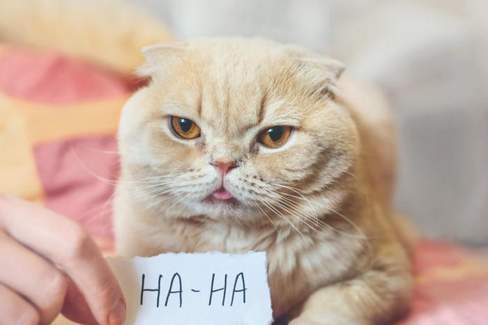 猫がからかっているときに見せるサイン4つとその心理, 1.わざと物を落として反応をうかがう, 2.隠れた場所からの不意打ち, 3.呼んでいるのがわかっても知らんぷりする, 4.なでようとすると直前でかわす, 愛猫にからかわれたらどうする？接し方のポイント