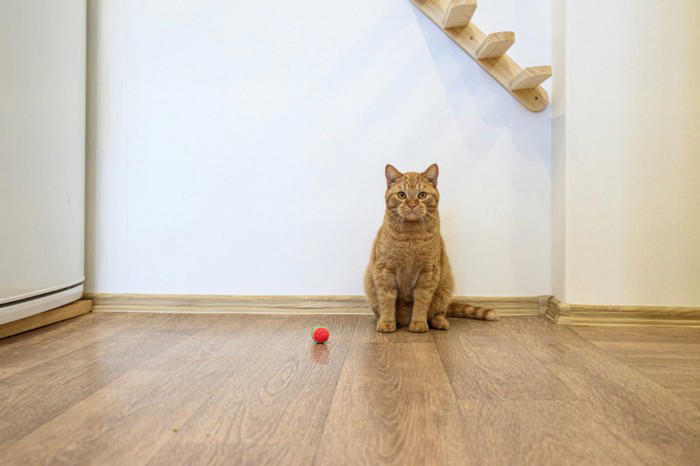 猫がからかっているときに見せるサイン4つとその心理, 1.わざと物を落として反応をうかがう, 2.隠れた場所からの不意打ち, 3.呼んでいるのがわかっても知らんぷりする, 4.なでようとすると直前でかわす, 愛猫にからかわれたらどうする？接し方のポイント