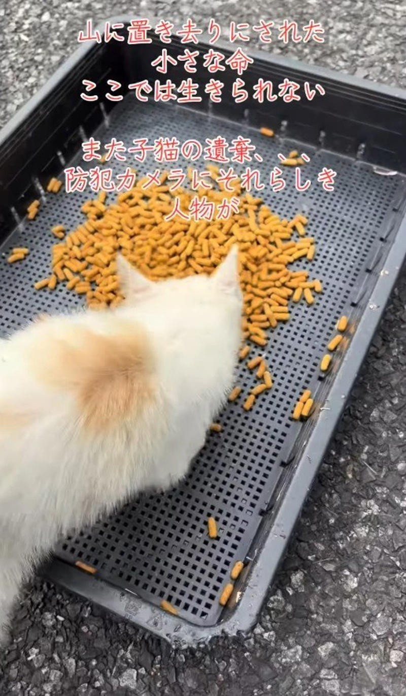 山の餌やり現場で突然現れた“見知らぬ子猫”, 目の炎症や栄養不良も…細心の注意でケア続く, 「またですか？」過去にも繰り返されてきた“遺棄”, 家族で続ける保護活動, 「命は物ではありません」
