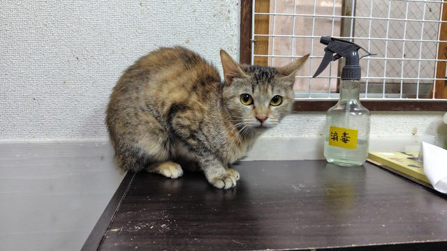 年間140匹を新しい家族のもとへ, 「里親詐欺」で奪われた命…犯人を追い詰めた執念と消えない悔しさ, 20代のボランティアスタッフたちが進める「20代プロジェクト」, ペットを飼う人がいる限りこの活動はなくならない