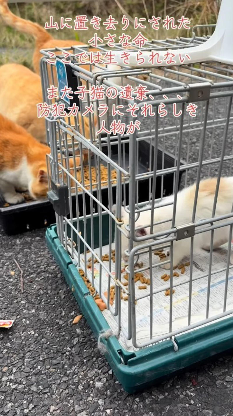 山の餌やり現場で突然現れた“見知らぬ子猫”, 目の炎症や栄養不良も…細心の注意でケア続く, 「またですか？」過去にも繰り返されてきた“遺棄”, 家族で続ける保護活動, 「命は物ではありません」