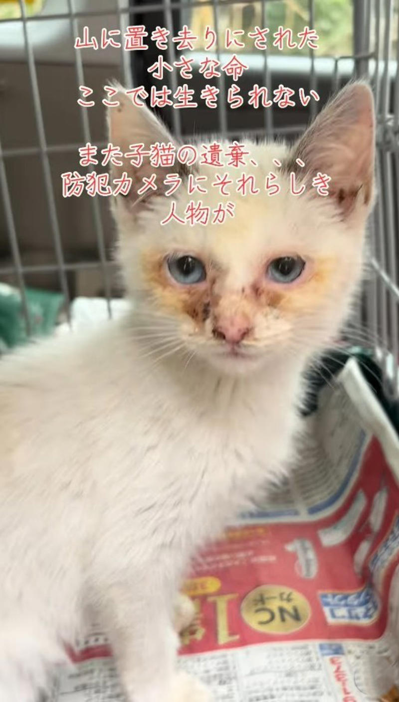山の餌やり現場で突然現れた“見知らぬ子猫”, 目の炎症や栄養不良も…細心の注意でケア続く, 「またですか？」過去にも繰り返されてきた“遺棄”, 家族で続ける保護活動, 「命は物ではありません」