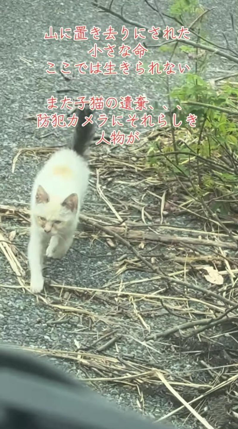 山の餌やり現場で突然現れた“見知らぬ子猫”, 目の炎症や栄養不良も…細心の注意でケア続く, 「またですか？」過去にも繰り返されてきた“遺棄”, 家族で続ける保護活動, 「命は物ではありません」