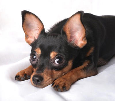犬の前で鳴らしてはいけない『音』５選, 3.サイレン音や警報音, 4.工事音や金属音, 5.バイクや飛行機の騒音, 犬が音を怖がっているときのサイン, 音を怖がる愛犬に恐怖を与えてしまうNG行為は？, 特定の『音』を怖がる犬への正しい対処法