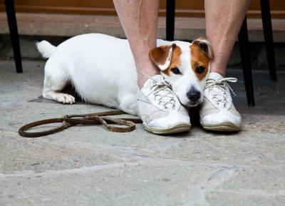 犬の前で鳴らしてはいけない『音』５選, 3.サイレン音や警報音, 4.工事音や金属音, 5.バイクや飛行機の騒音, 犬が音を怖がっているときのサイン, 音を怖がる愛犬に恐怖を与えてしまうNG行為は？, 特定の『音』を怖がる犬への正しい対処法