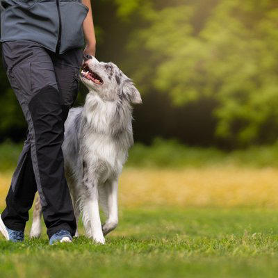 飼い主さんを頼りにしている犬の行動, 積極的にアイコンタクトをとる, 指示にしっかり従う, 一緒に眠りたがる, お尻をくっつける, 不安なときに近寄ってくる, 圧倒的信頼感！犬に信頼される人の特徴, 一貫した対応をとる, 本気で遊んでくれる