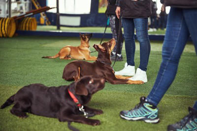 飼い主さんを頼りにしている犬の行動, 積極的にアイコンタクトをとる, 指示にしっかり従う, 一緒に眠りたがる, お尻をくっつける, 不安なときに近寄ってくる, 圧倒的信頼感！犬に信頼される人の特徴, 一貫した対応をとる, 本気で遊んでくれる