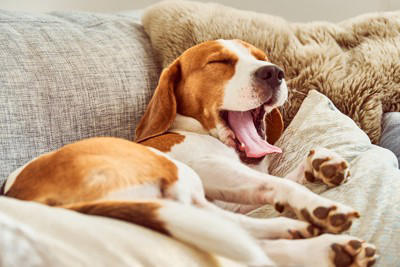 犬が『楽しくない』ときにみせる態度や行動5選, 1.大きく短いため息をつく, 2.飼い主をジッと見つめる, 3.イタズラをする, 4.名前を呼んでも無視する, 5.体の一部を過剰に舐める, 愛犬がつまらなそう…満足させる方法とは？