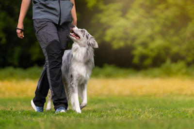 飼い主さんを頼りにしている犬の行動, 積極的にアイコンタクトをとる, 指示にしっかり従う, 一緒に眠りたがる, お尻をくっつける, 不安なときに近寄ってくる, 圧倒的信頼感！犬に信頼される人の特徴, 一貫した対応をとる, 本気で遊んでくれる