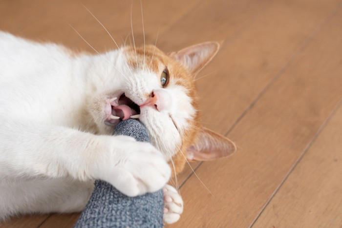 猫が足を噛んでくる5つの理由, 1.狩猟本能のスイッチ, 2.遊びへの誘い, 3.強引な呼びかけ, 4.刺激への拒絶反応, 5.イライラの転嫁行動, 猫に噛まれたときの正しい対処法