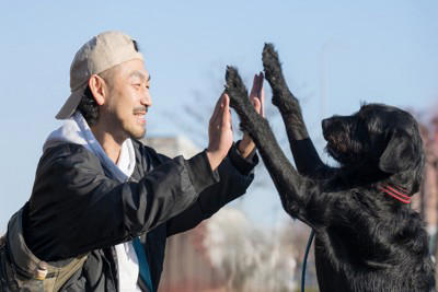 飼い主さんを頼りにしている犬の行動, 積極的にアイコンタクトをとる, 指示にしっかり従う, 一緒に眠りたがる, お尻をくっつける, 不安なときに近寄ってくる, 圧倒的信頼感！犬に信頼される人の特徴, 一貫した対応をとる, 本気で遊んでくれる