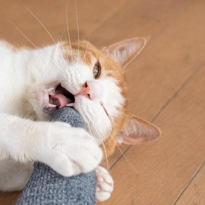 猫が足を噛んでくる5つの理由, 1.狩猟本能のスイッチ, 2.遊びへの誘い, 3.強引な呼びかけ, 4.刺激への拒絶反応, 5.イライラの転嫁行動, 猫に噛まれたときの正しい対処法