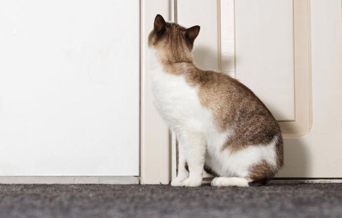 猫が足を噛んでくる5つの理由, 1.狩猟本能のスイッチ, 2.遊びへの誘い, 3.強引な呼びかけ, 4.刺激への拒絶反応, 5.イライラの転嫁行動, 猫に噛まれたときの正しい対処法