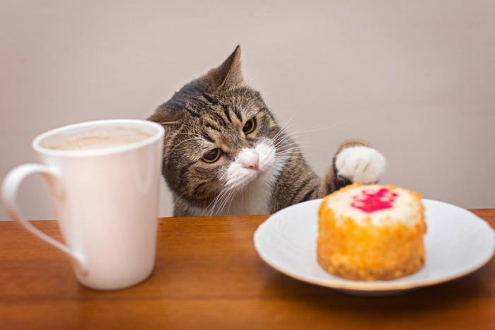 猫を飼っている家を訪問するときのマナー3つ, 1.ドアの開閉に気をつける, 2.手土産は猫の害にならないものを, 3.強い香りのするものは避ける, 猫を飼っている家を訪問するときのNG行為