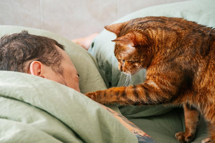 猫が人を「大きな猫」と思っていそうな行動4選, 1.挨拶の頭突きやスリスリ, 2.しっぽをピンと立てて近づいてくる, 3.獲物を持ってくる, 4.おしりを顔に向けてくる, 猫が飼い主を大きな猫として接する心理