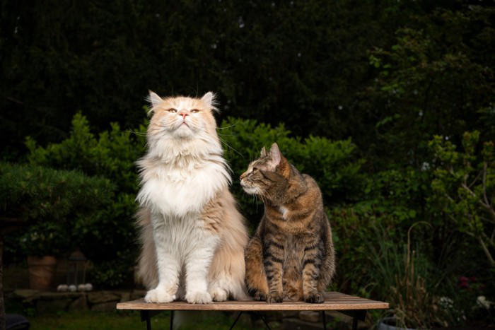 猫が人を「大きな猫」と思っていそうな行動4選, 1.挨拶の頭突きやスリスリ, 2.しっぽをピンと立てて近づいてくる, 3.獲物を持ってくる, 4.おしりを顔に向けてくる, 猫が飼い主を大きな猫として接する心理