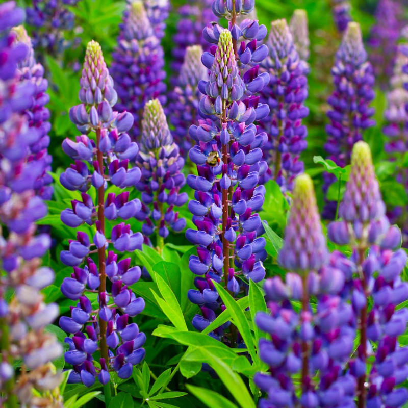 Lupine Purple Coneflower, Clematis, Mini Iris, Wisteria, Anise Hyssop, Purple Bee Balm