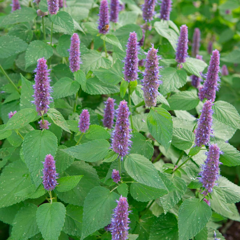 Anise Hyssop Purple Coneflower, Clematis, Mini Iris, Wisteria, Anise Hyssop, Purple Bee Balm