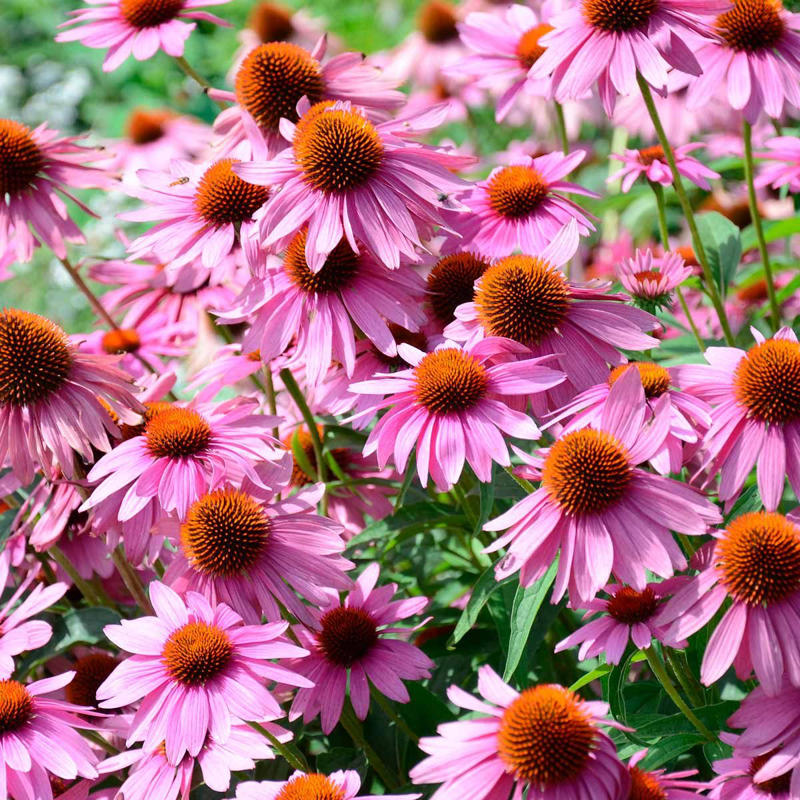 Purple Coneflower Purple Coneflower, Clematis, Mini Iris, Wisteria, Anise Hyssop, Purple Bee Balm