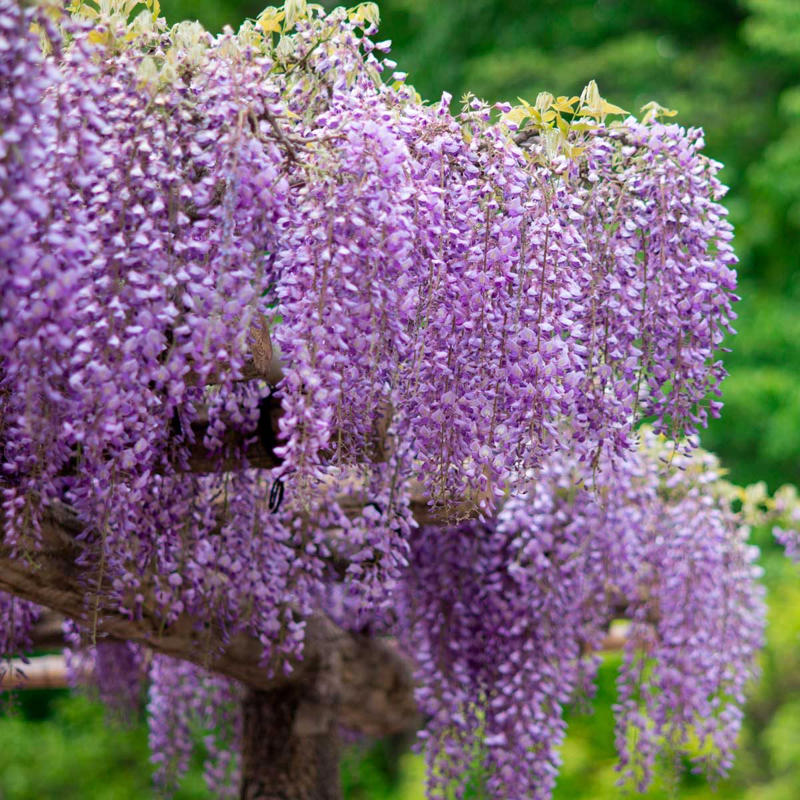 Wisteria Purple Coneflower, Clematis, Mini Iris, Wisteria, Anise Hyssop, Purple Bee Balm
