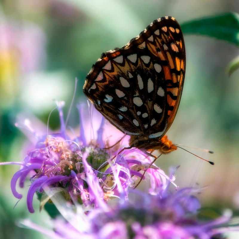 Purple Bee Balm Purple Coneflower, Clematis, Mini Iris, Wisteria, Anise Hyssop, Purple Bee Balm