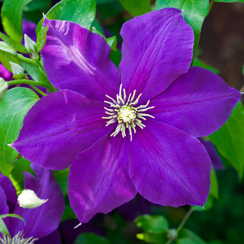 Clematis Purple Coneflower, Clematis, Mini Iris, Wisteria, Anise Hyssop, Purple Bee Balm
