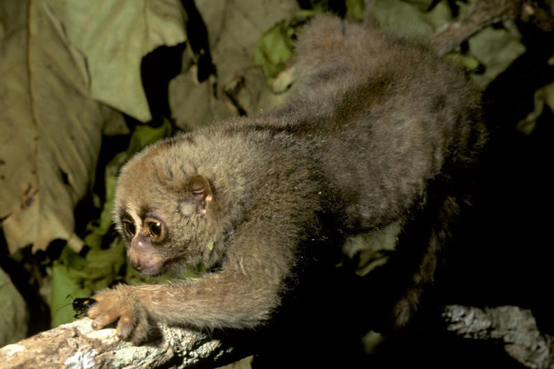 Lorises produce venom that is toxic to humans Koalas have fingerprints, Giraffes hum, Platypuses swim with their eyes closed, Sloths digest food for a month, Giant pandas have a unique mating ritual, Axolotls never reach adulthood, Magpies are self-aware, Orangutans are carpenters, Capuchin monkeys cover themselves with urine to seduce a mate, Elephants are capable of empathy and comfort, Otters hold hands while sleeping, Wombats have cubic excrement, Octopuses hit fish, Prairie dogs kiss, Armadillos always have litters of four identical babies, Bats give birth upside down, Beluga whales go through menopause, Lorises produce venom that is toxic to humans, Flamingos eat upside down, Jellyfish are immortal