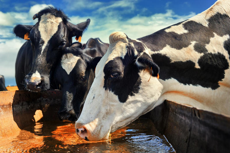 Answer: They drink water, silly, not milk! How long did the Hundred Years’ War last?, Answer: We’ve tricked you right off the bat!, Some months have 31 days, while others have 30. How many have 28?, Answer: You probably answered only one…, Say the word “silk” five times…, Answer: They drink water, silly, not milk!, What colour is the black box on a commercial airliner?, Answer: The black box is always a bright colour., How many birthdays does a 30-year-old have?, Answer: Only one!, If a yellow house is made of yellow walls…, Answer: Did you answer “red walls”?, In Texas, can you marry your widow’s sister?, Answer: It’s pretty hard to get married when you’re dead!, Answer: In third, of course—because you took their place., What is a camel-hair brush made of?, Answer: Hair from squirrel, cow, goat, and sometimes horse., Think of a country that starts with that letter., Now look at the palm of your left hand., Of course they don’t!