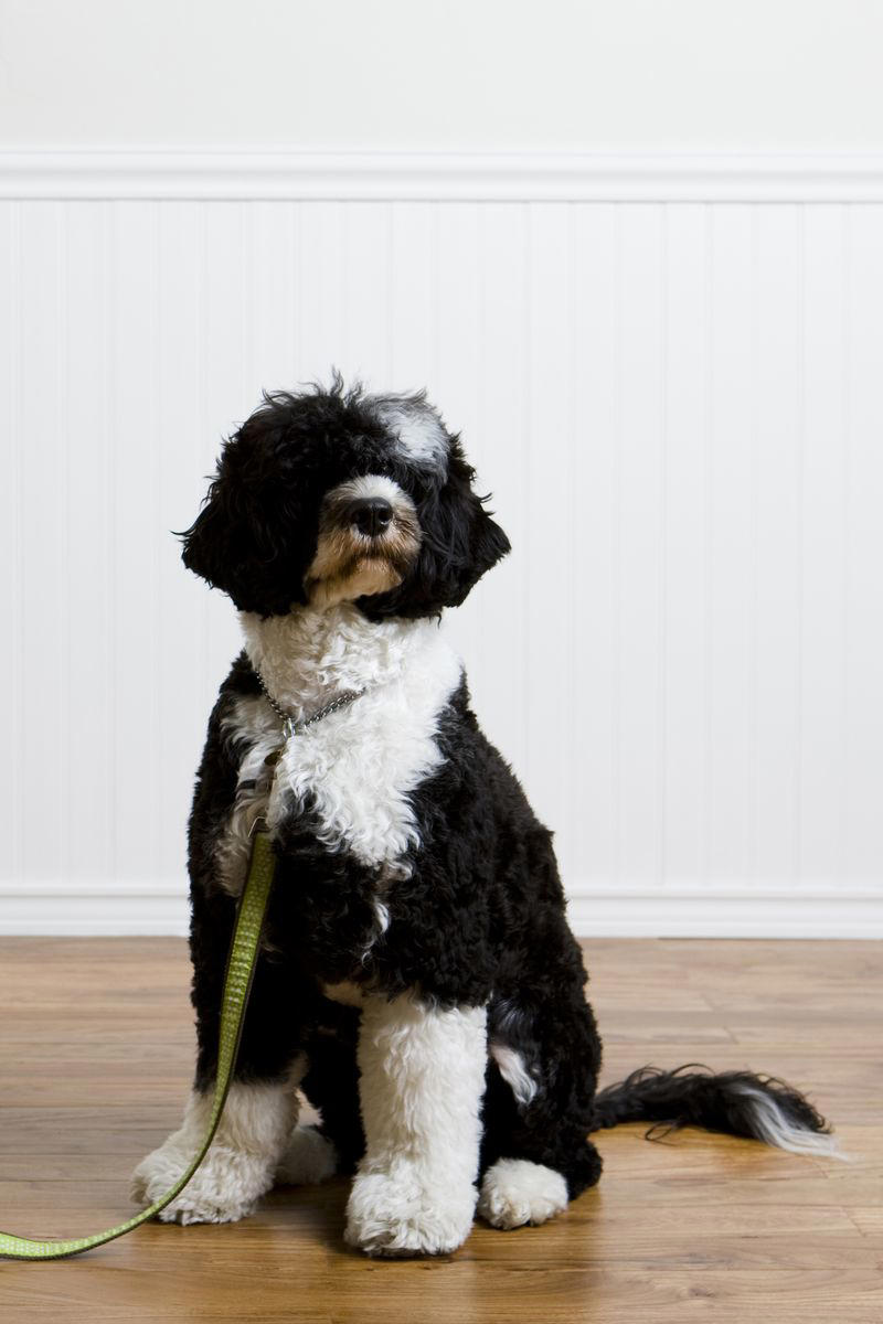Portuguese Water Dog 2) Miniature Schnauzer, 4) Yorkshire Terrier, 5) Shih Tzu, 6) Maltese, 7) Portuguese Water Dog, 8) Scottish Terrier, 9) Chinese Crested, 11) Giant Schnauzer, 12) West Highland Terrier, 13) Havanese, 14) Afghan Hound, 15) Basenji, 18) Coton de Tulear, 19) Irish Water Spaniel, 20) Lagotto Romagnolo, 22) Soft Coated Wheaten Terrier