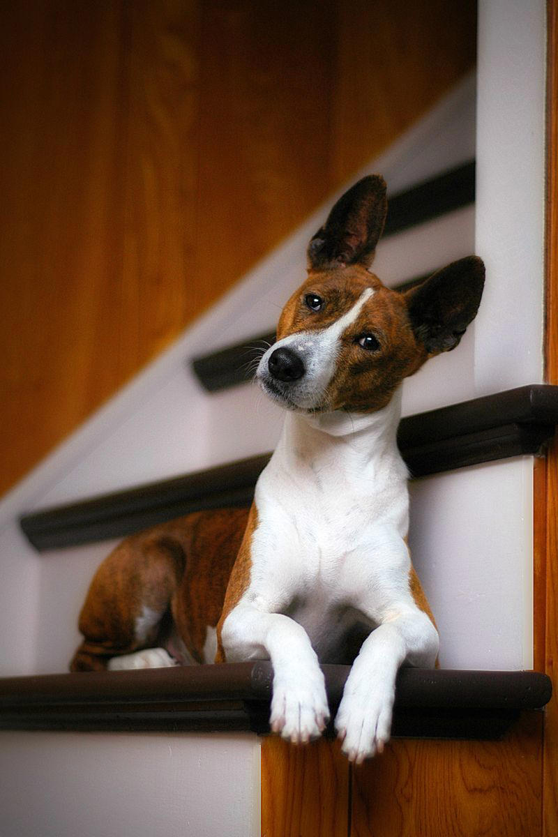Basenji 1) Dachshund, 2) Shiba Inu, 3) Golden Retriever, 4) Pembroke Welsh Corgi, 5) Pomeranian, 6) Siberian Husky, 7) Samoyed, 8) Toy Poodle, 9) Papillon, 10) Bichon Frisé, 11) Newfoundland, 12) Chow-chow, 13) Maltipoo, 14) Border Collie, 16) Shih Tzu, 17) Australian Shepherd, 18) American Staffordshire Terrier, 19) Beagle, 20) Shetland Sheepdog, 21) Yorkshire Terrier, 22) French Bulldog, 23) English Setter, 24) Bernese Mountain Dog, 25) Dalmatian, 27) Cairn Terrier, 29) Soft Coated Wheaten Terrier, 30) Welsh Springer Spaniel, 31) Cocker Spaniel, 32) Brittany, 33) Basenji, 34) Bearded Collie, 35) Great Dane