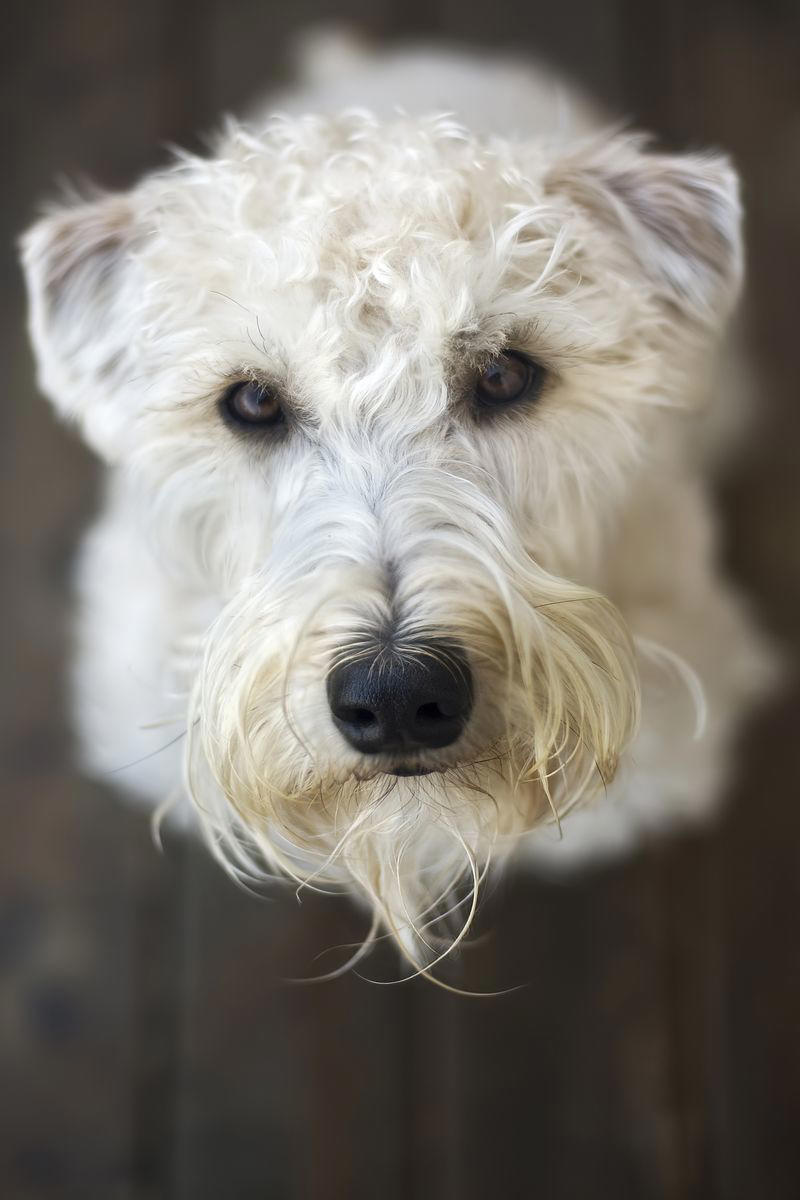 Soft Coated Wheaten Terrier 1) Dachshund, 2) Shiba Inu, 3) Golden Retriever, 4) Pembroke Welsh Corgi, 5) Pomeranian, 6) Siberian Husky, 7) Samoyed, 8) Toy Poodle, 9) Papillon, 10) Bichon Frisé, 11) Newfoundland, 12) Chow-chow, 13) Maltipoo, 14) Border Collie, 16) Shih Tzu, 17) Australian Shepherd, 18) American Staffordshire Terrier, 19) Beagle, 20) Shetland Sheepdog, 21) Yorkshire Terrier, 22) French Bulldog, 23) English Setter, 24) Bernese Mountain Dog, 25) Dalmatian, 27) Cairn Terrier, 29) Soft Coated Wheaten Terrier, 30) Welsh Springer Spaniel, 31) Cocker Spaniel, 32) Brittany, 33) Basenji, 34) Bearded Collie, 35) Great Dane