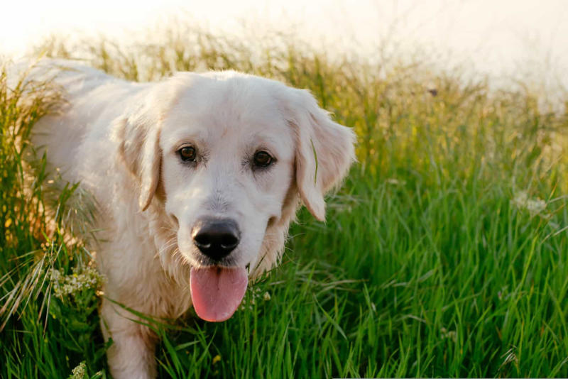 Labrador, Non-sporting dogs, Hound dogs, Yorkshire Terrier, Terriers, Rottweiler, Dalmatian, Pit bull, Dachshund, Boston terrier, Doberman