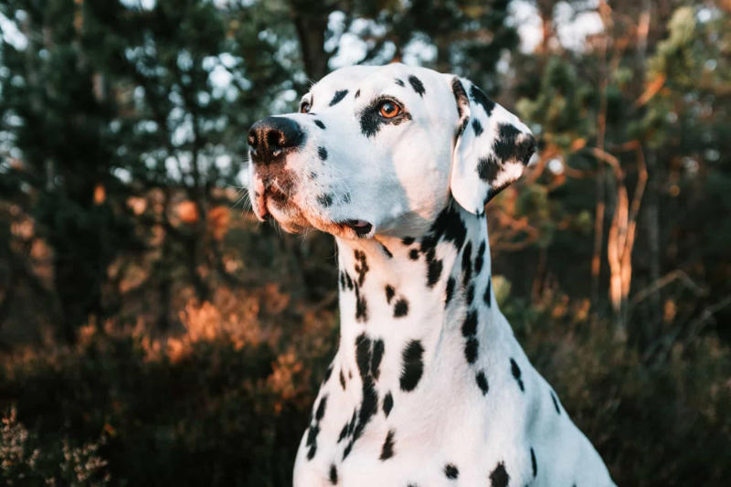 Labrador, Non-sporting dogs, Hound dogs, Yorkshire Terrier, Terriers, Rottweiler, Dalmatian, Pit bull, Dachshund, Boston terrier, Doberman