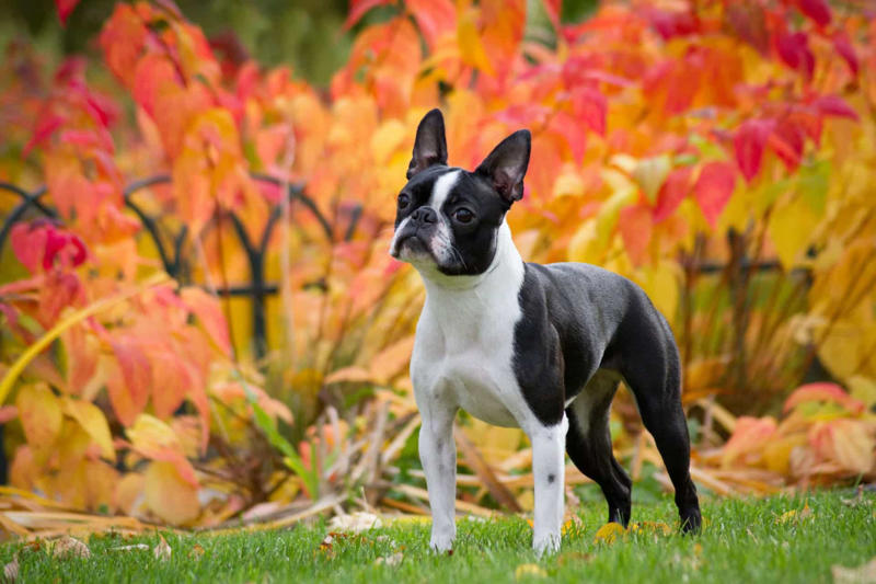 Labrador, Non-sporting dogs, Hound dogs, Yorkshire Terrier, Terriers, Rottweiler, Dalmatian, Pit bull, Dachshund, Boston terrier, Doberman
