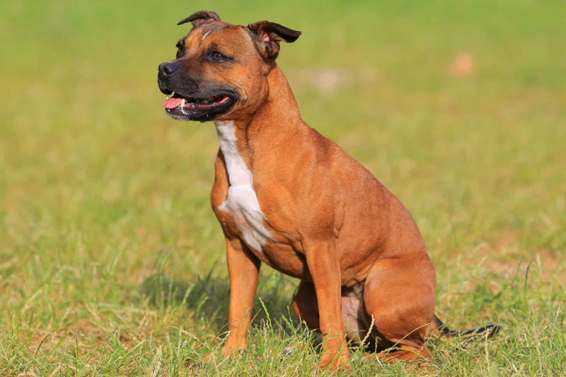 Labrador, Non-sporting dogs, Hound dogs, Yorkshire Terrier, Terriers, Rottweiler, Dalmatian, Pit bull, Dachshund, Boston terrier, Doberman