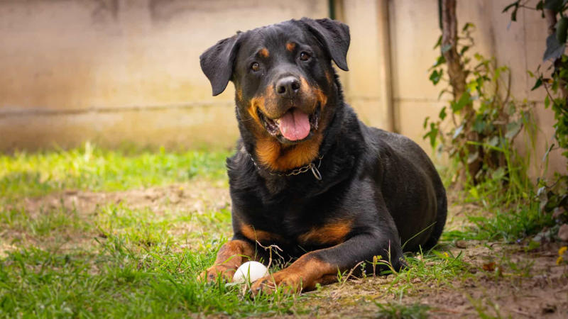 Labrador, Non-sporting dogs, Hound dogs, Yorkshire Terrier, Terriers, Rottweiler, Dalmatian, Pit bull, Dachshund, Boston terrier, Doberman