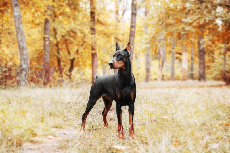 Labrador, Non-sporting dogs, Hound dogs, Yorkshire Terrier, Terriers, Rottweiler, Dalmatian, Pit bull, Dachshund, Boston terrier, Doberman