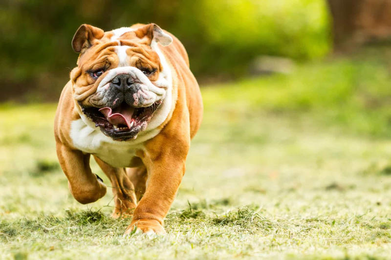 Labrador, Non-sporting dogs, Hound dogs, Yorkshire Terrier, Terriers, Rottweiler, Dalmatian, Pit bull, Dachshund, Boston terrier, Doberman