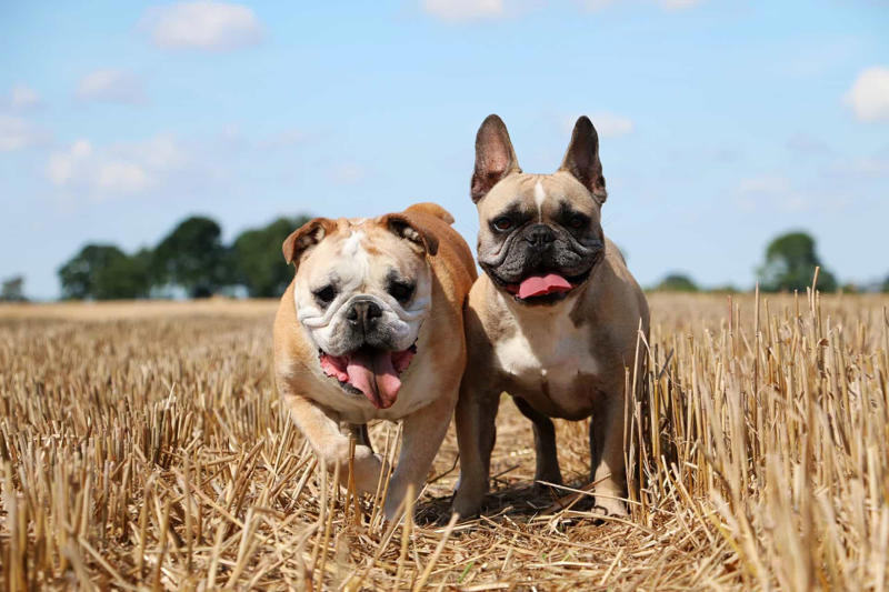Labrador, Non-sporting dogs, Hound dogs, Yorkshire Terrier, Terriers, Rottweiler, Dalmatian, Pit bull, Dachshund, Boston terrier, Doberman