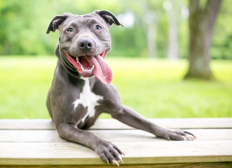 Labrador, Non-sporting dogs, Hound dogs, Yorkshire Terrier, Terriers, Rottweiler, Dalmatian, Pit bull, Dachshund, Boston terrier, Doberman