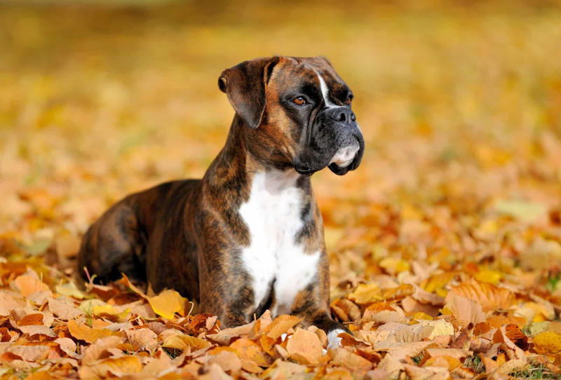 Labrador, Non-sporting dogs, Hound dogs, Yorkshire Terrier, Terriers, Rottweiler, Dalmatian, Pit bull, Dachshund, Boston terrier, Doberman