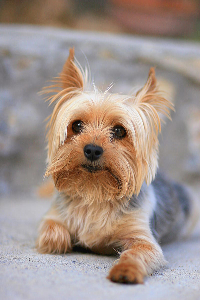 12) Yorkshire Terrier 1) Dachshund, 2) Shiba Inu, 3) Golden Retriever, 4) Pembroke Welsh Corgi, 5) Pomeranian, 6) Siberian Husky, 7) Samoyed, 8) Toy Poodle, 9) Papillon, 10) Bichon Frisé, 11) Newfoundland, 12) Chow-chow, 13) Maltipoo, 14) Border Collie, 16) Shih Tzu, 17) Australian Shepherd, 18) American Staffordshire Terrier, 19) Beagle, 20) Shetland Sheepdog, 21) Yorkshire Terrier, 22) French Bulldog, 23) English Setter, 24) Bernese Mountain Dog, 25) Dalmatian, 27) Cairn Terrier, 29) Soft Coated Wheaten Terrier, 30) Welsh Springer Spaniel, 31) Cocker Spaniel, 32) Brittany, 33) Basenji, 34) Bearded Collie, 35) Great Dane