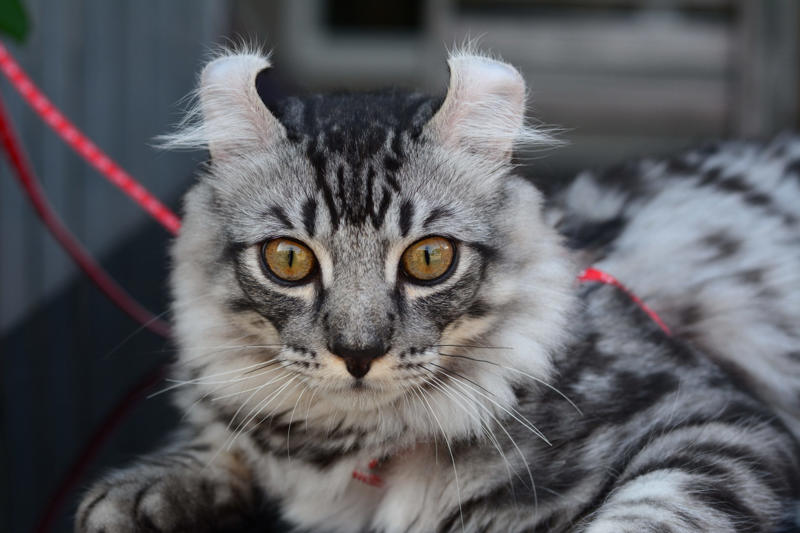 American curl Devon Rex, American Bobtail, Chartreaux, Khao Manee, American Curl, American Shorthair, Burmilla, RagaMuffin, Russian Blue