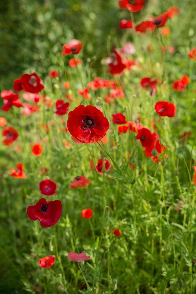 Red Poppy 16) Myrtle, 17) Lotus, 18) Hyssop, 20) Yellow Acacia, 24) Red Camellias, 26) Nasturtium, 30) Coral Roses, 32) Forget-Me-Not, 35) White Camellia, 38) White Lily, 40) Yellow Carnations, 42) Bee Balms, 43) Bleeding Hearts, 45) Bluebells, 46) Valerian, 48) Freesia, 50) Calla Lily, 51) Hyacinth, 52) Hollyhock, 53) Gardenia, 54) Pink Roses, 55) Gladiolus, 56) White Roses, 57) Pink Lily, 58) Pink Carnation, 59) Magnolia, 60) Dahlia, 61) Daisy, 62) Sunflower, 63) Red Tulips, 64) Salvia, 65) Edelweiss, 66) Amaryllis, 67) Rosemary, 68) Pansy, 69) Lavender, 70) Daffodil, 71) Lily-of-the-Valley, 72) Morning Glory, 73) Peony, 74) Purple Crocus, 75) Chamomile, 76) Snapdragons, 77) Red Poppy, 78) Purple Hyacinth, 79) Anemone, 80) Rhododendron, 81) Violet, 82) Pink Camellia, 84) Sweetpea, 85) Honeysuckle