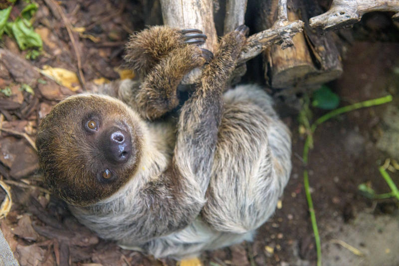 Sloths digest food for a month Koalas have fingerprints, Giraffes hum, Platypuses swim with their eyes closed, Sloths digest food for a month, Giant pandas have a unique mating ritual, Axolotls never reach adulthood, Magpies are self-aware, Orangutans are carpenters, Capuchin monkeys cover themselves with urine to seduce a mate, Elephants are capable of empathy and comfort, Otters hold hands while sleeping, Wombats have cubic excrement, Octopuses hit fish, Prairie dogs kiss, Armadillos always have litters of four identical babies, Bats give birth upside down, Beluga whales go through menopause, Lorises produce venom that is toxic to humans, Flamingos eat upside down, Jellyfish are immortal