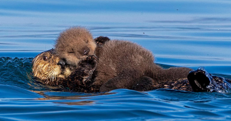 Otters hold hands while sleeping Koalas have fingerprints, Giraffes hum, Platypuses swim with their eyes closed, Sloths digest food for a month, Giant pandas have a unique mating ritual, Axolotls never reach adulthood, Magpies are self-aware, Orangutans are carpenters, Capuchin monkeys cover themselves with urine to seduce a mate, Elephants are capable of empathy and comfort, Otters hold hands while sleeping, Wombats have cubic excrement, Octopuses hit fish, Prairie dogs kiss, Armadillos always have litters of four identical babies, Bats give birth upside down, Beluga whales go through menopause, Lorises produce venom that is toxic to humans, Flamingos eat upside down, Jellyfish are immortal