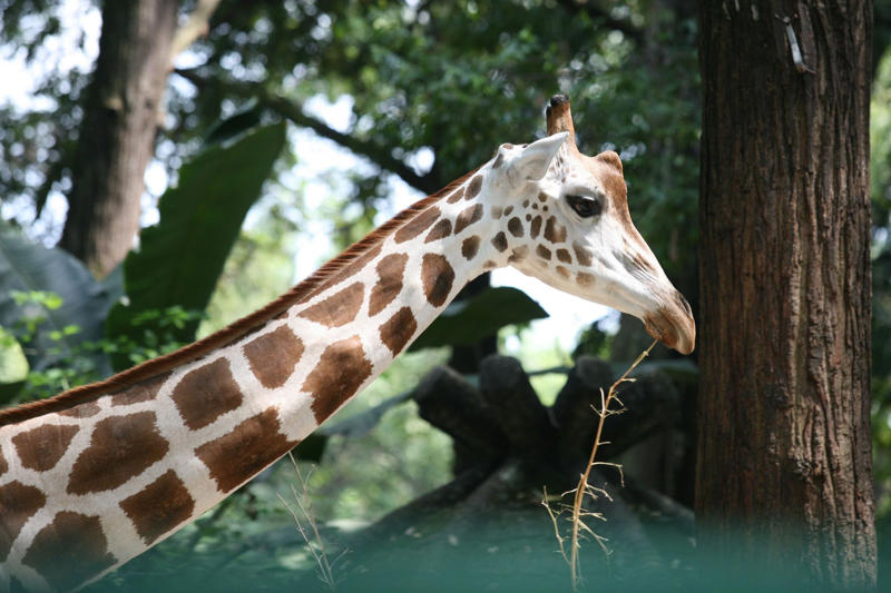 Giraffes hum Koalas have fingerprints, Giraffes hum, Platypuses swim with their eyes closed, Sloths digest food for a month, Giant pandas have a unique mating ritual, Axolotls never reach adulthood, Magpies are self-aware, Orangutans are carpenters, Capuchin monkeys cover themselves with urine to seduce a mate, Elephants are capable of empathy and comfort, Otters hold hands while sleeping, Wombats have cubic excrement, Octopuses hit fish, Prairie dogs kiss, Armadillos always have litters of four identical babies, Bats give birth upside down, Beluga whales go through menopause, Lorises produce venom that is toxic to humans, Flamingos eat upside down, Jellyfish are immortal